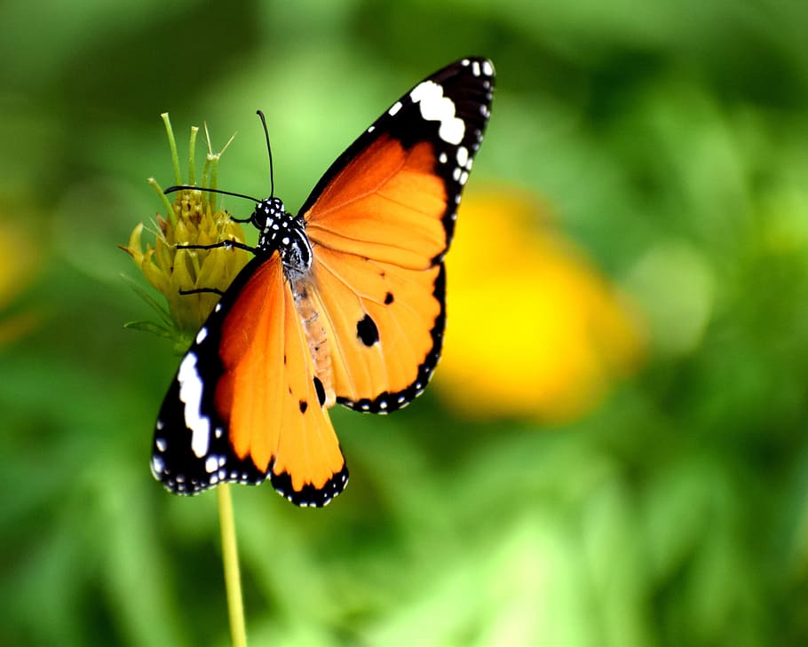 tiger striped butterfly perched on yellow flower close-up photography HD wallpaper