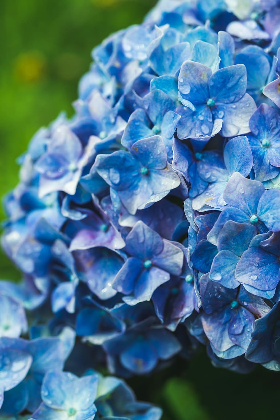 hydrangea, ajisai, blue, flower, japan, background, nature, HD wallpaper