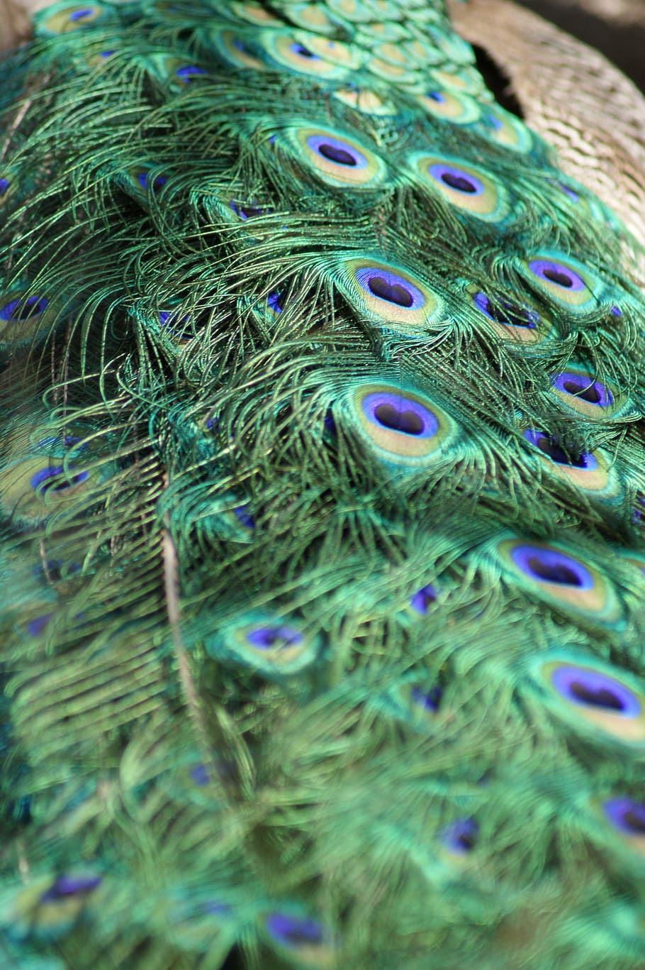 peacock, feathers, tail feathers, bird, green, blue, colorful HD wallpaper