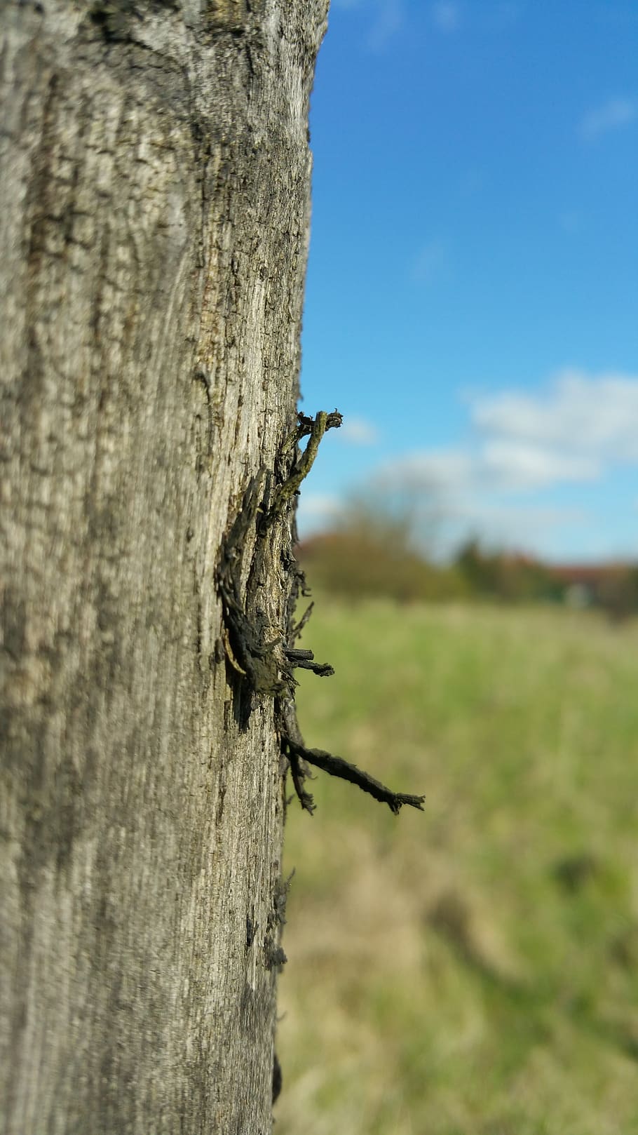 wood, tree, damaged tree, invertebrate, close-up, tree trunk HD wallpaper