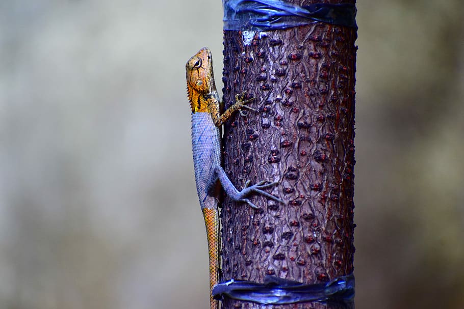 Christmas tree, gray and brown lizard on brown tree trunk, chameleon HD wallpaper