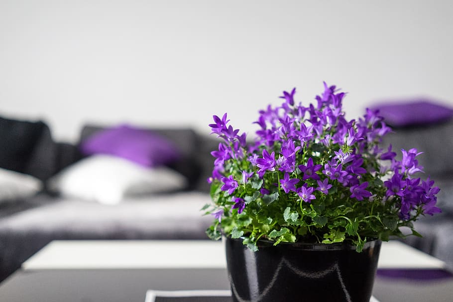 green leaved plant with purple flower on black pot, Violet, Interior, HD wallpaper