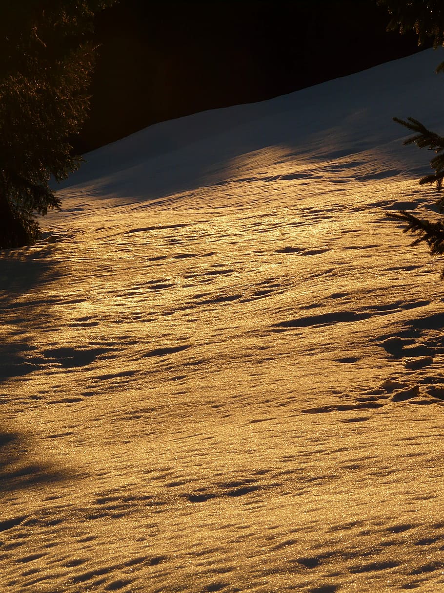 Snow, Winter, Wintry, Back Light, Golden, sun, tree, forest HD wallpaper
