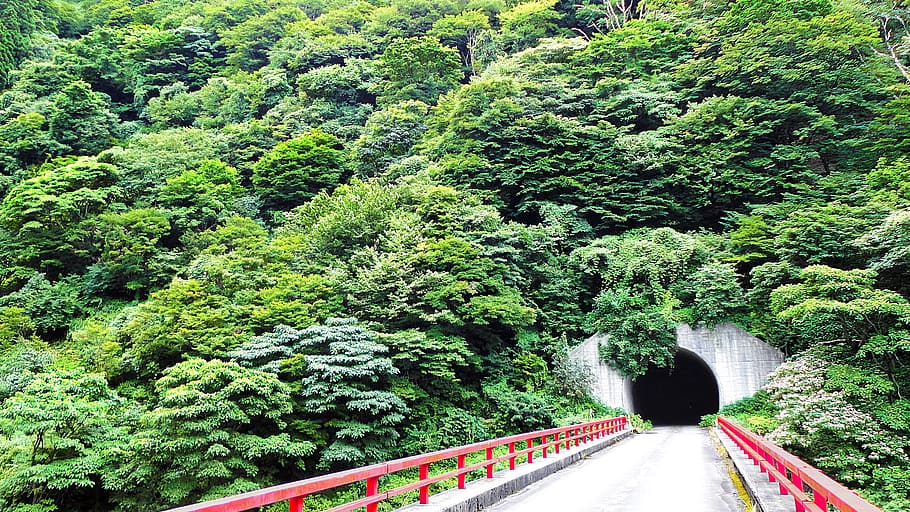 trees, tunnel, bridge, road, parapet, natural, artifacts, landscape HD wallpaper