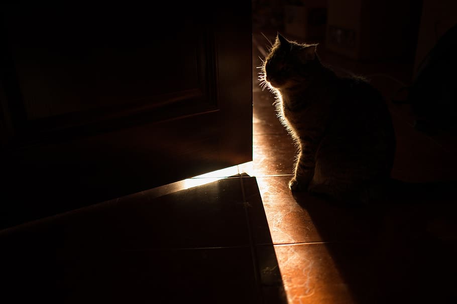 cat, dark, pet, pugnacity, wool, mustache, in the house, animal HD wallpaper