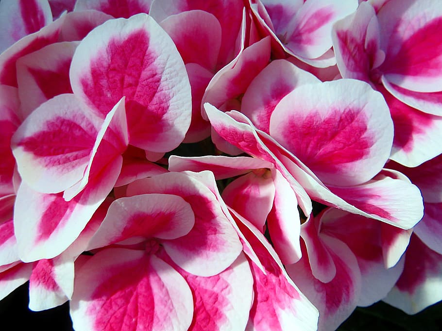 pink-and-white flowers, plant, hydrangea, summer, flowering plant HD wallpaper
