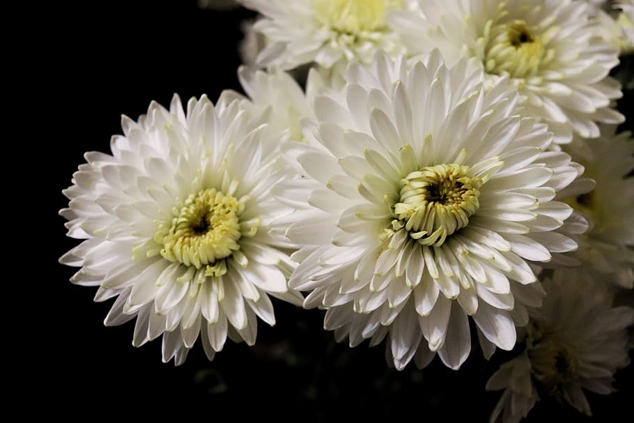 flowers, white, handsomely, flowering plant, fragility, petal HD wallpaper