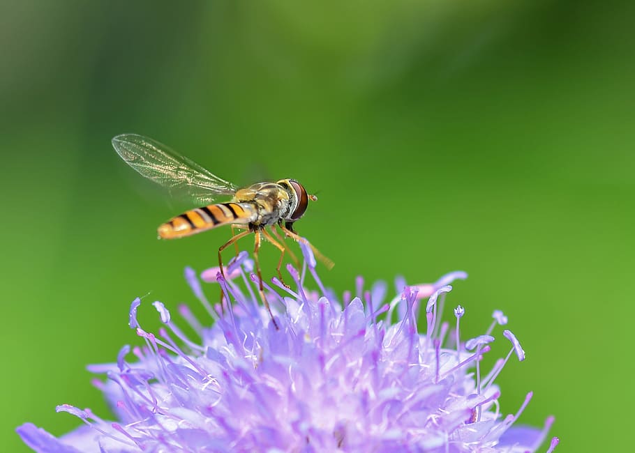 hoverfly, insect, flower, purple, forage, diptera, syrphide HD wallpaper