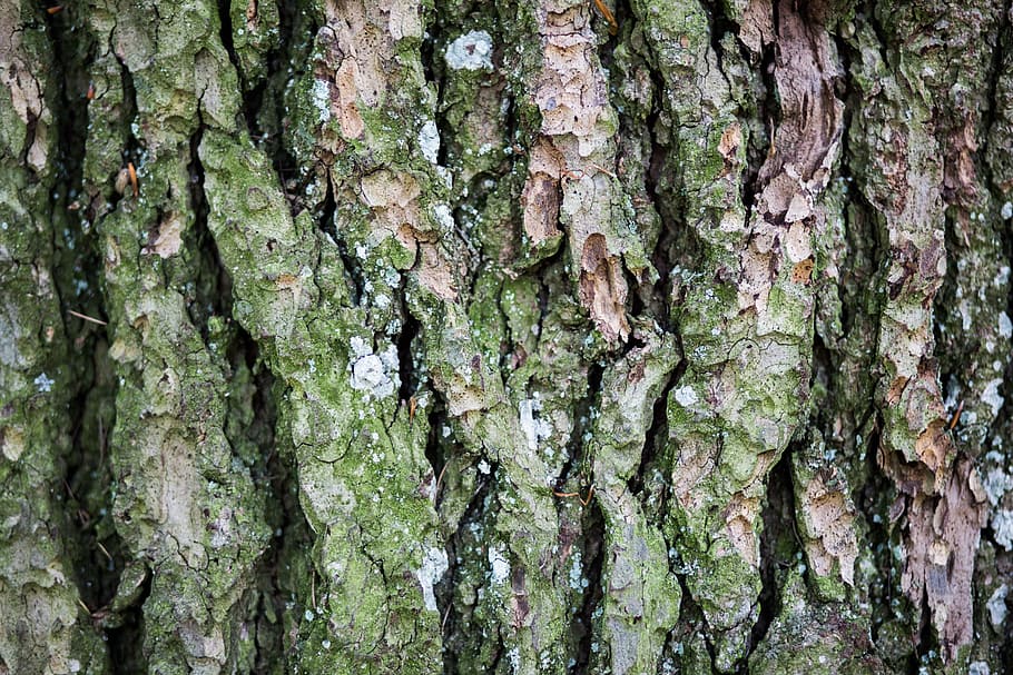 Closeup Bark Tree Forest, nature, tree Trunk, backgrounds, pattern HD wallpaper