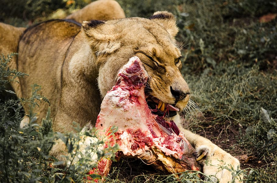 lion eatting meat, nature, mammal, animal world, lion females
