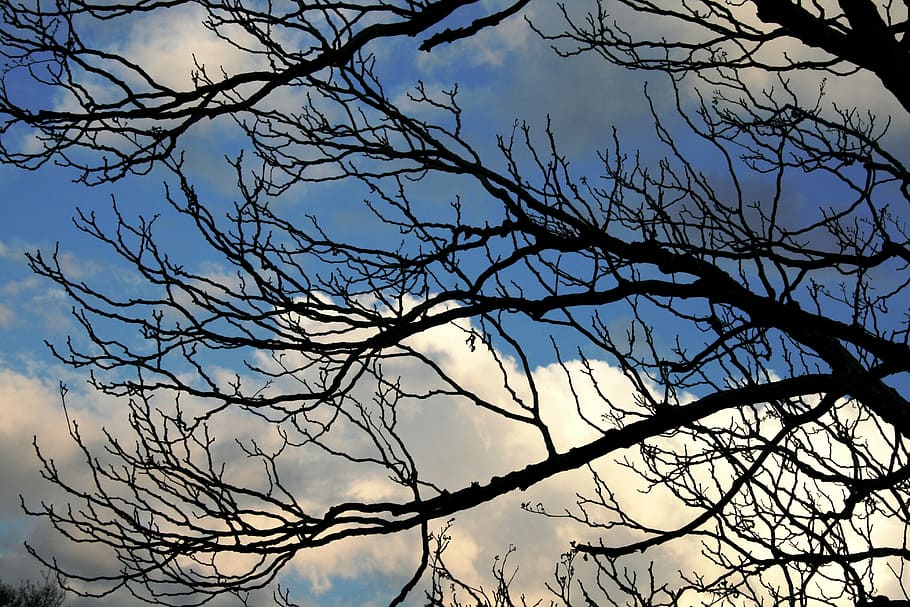 branches, twigs, groping, black, sky, blue, cloud, tree, bare tree HD wallpaper