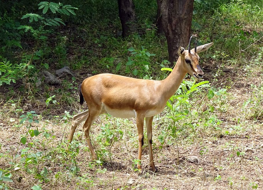 chinkara, gazella bennettii, indian gazelle, ravine deer, gujarat chinkara