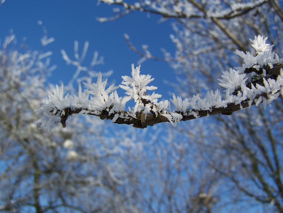 leann, branch, winter, tree, snow, plant, cold temperature HD wallpaper