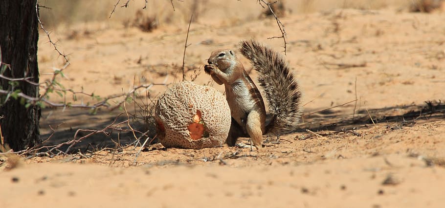 cape ground squirrel, eating fruit, desert, animal themes, animal wildlife HD wallpaper