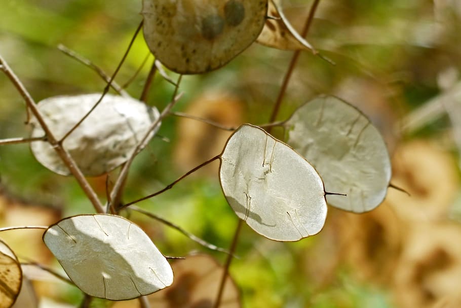 nature, plant, leaf, bright, plant part, close-up, focus on foreground HD wallpaper