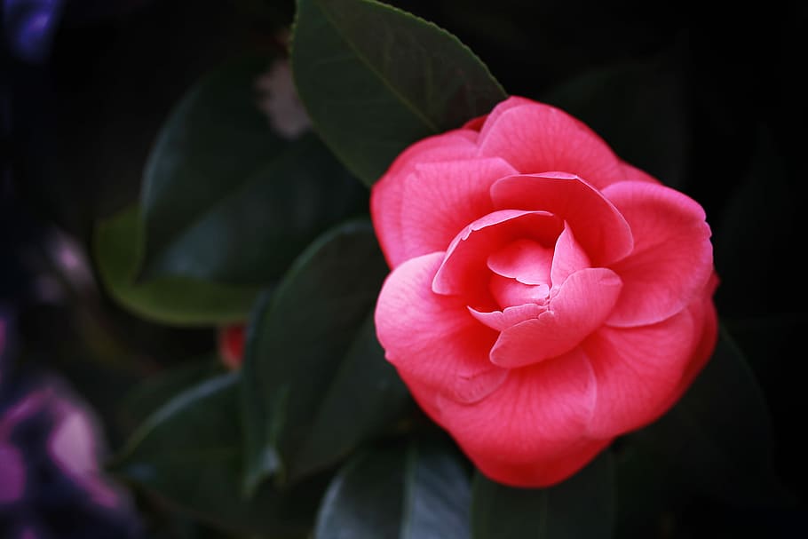 red petaled flower, nature, plant, close-up, flower Head, freshness HD wallpaper