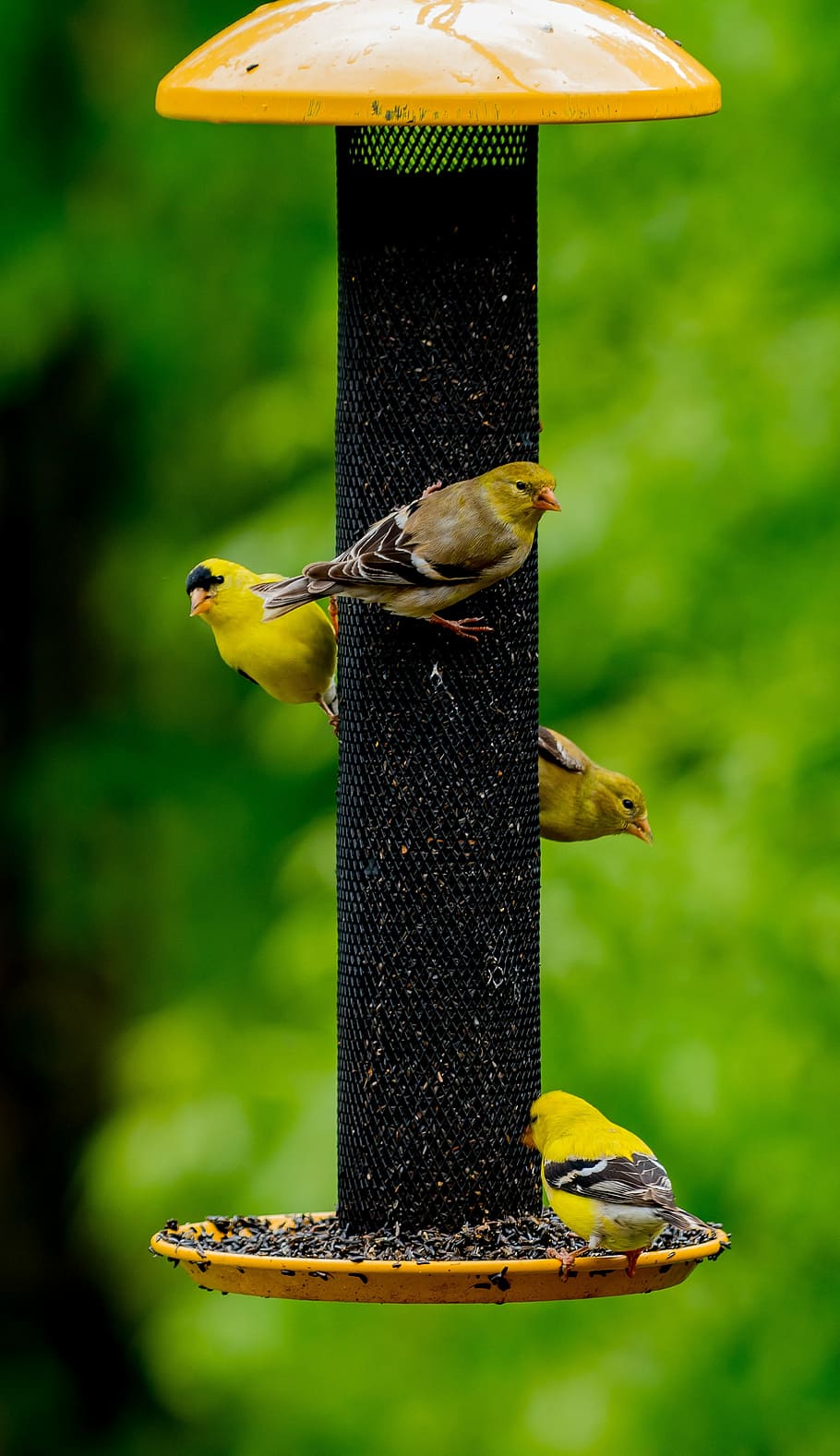 birds, feeder, wild, migrating, yellow, finches, outdoor, small HD wallpaper