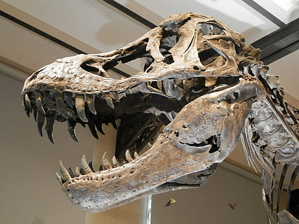 dinosaur skeleton, skeleton dinosaur, skull, carnivore, death HD wallpaper