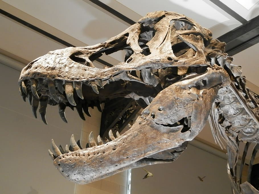 dinosaur skeleton, skeleton dinosaur, skull, carnivore, death HD wallpaper