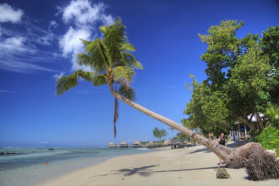 coconut tree, samoa, tropics, beach, ocean, palm tree, paradise HD wallpaper