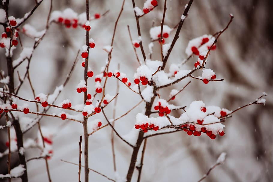 red faux berries with snow in selective focus photography, winter HD wallpaper