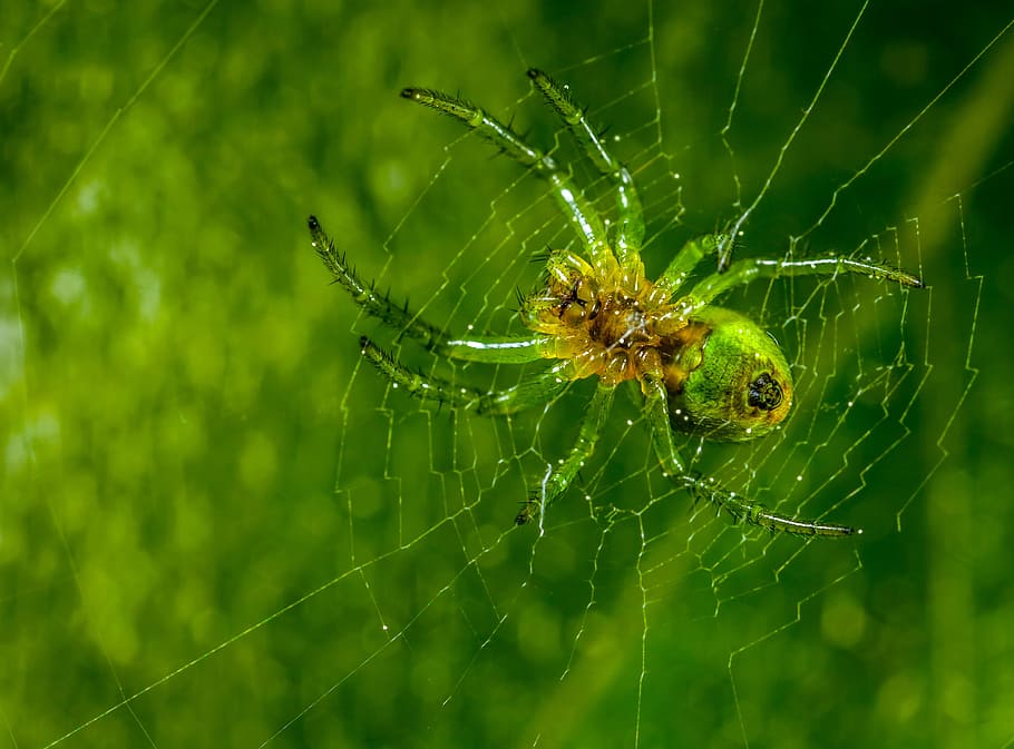 spider, insect, spider web, nature, a spider-like insect, arachnids HD wallpaper