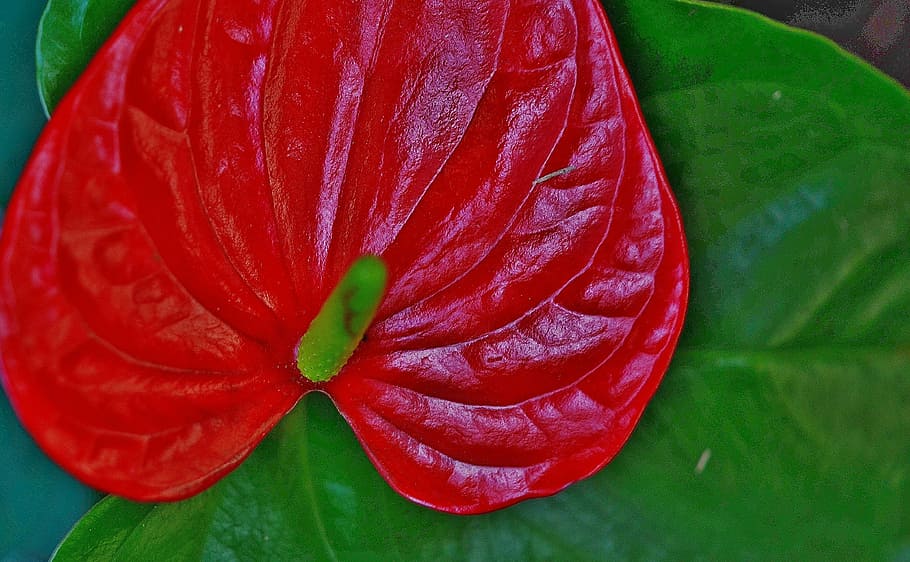 anthurium, flower, red, leaf, leaves, colorful, green, macro HD wallpaper