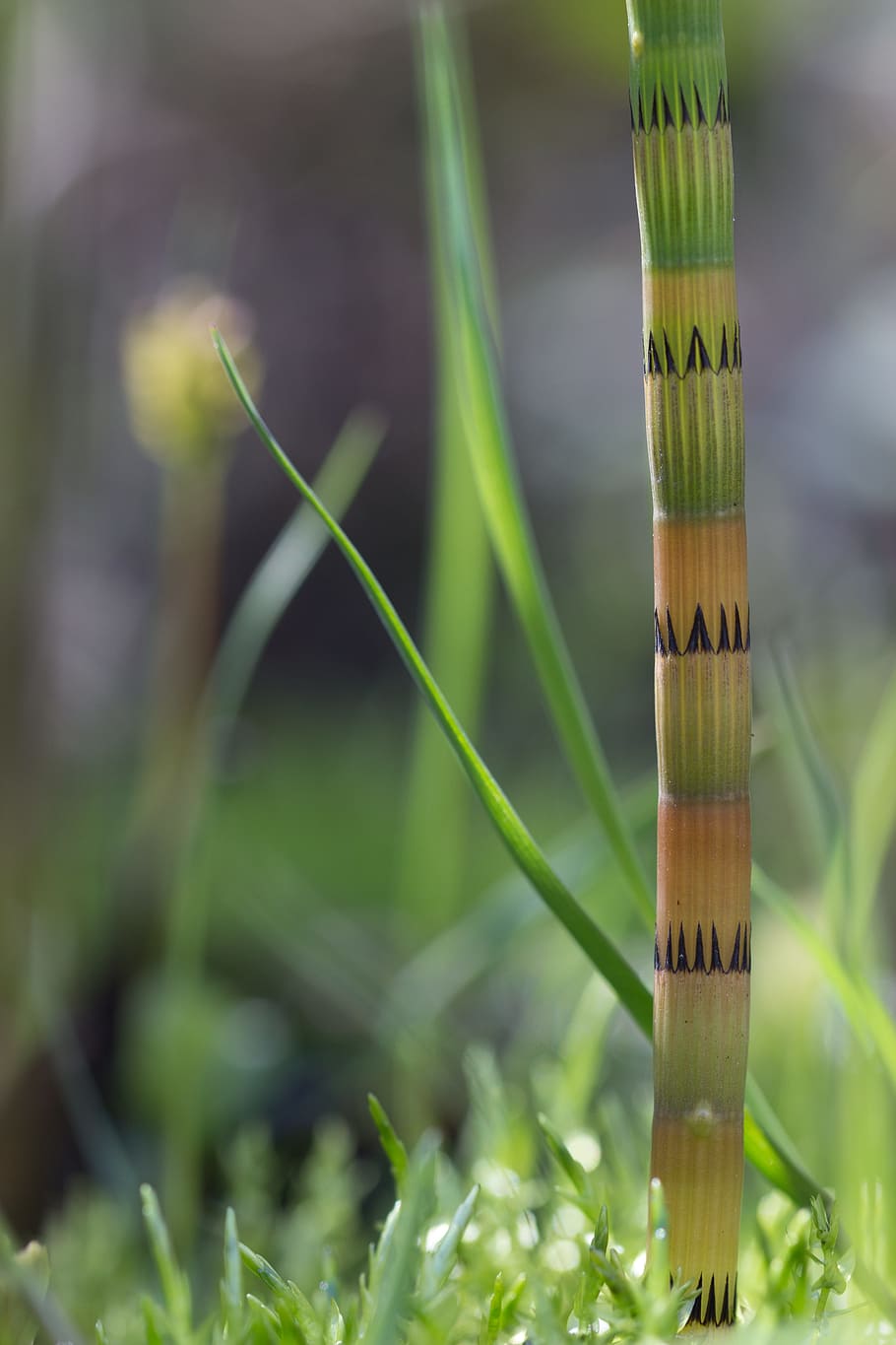 plant, nature, leaf, grass, garden, summer, close-up, horsetail HD wallpaper
