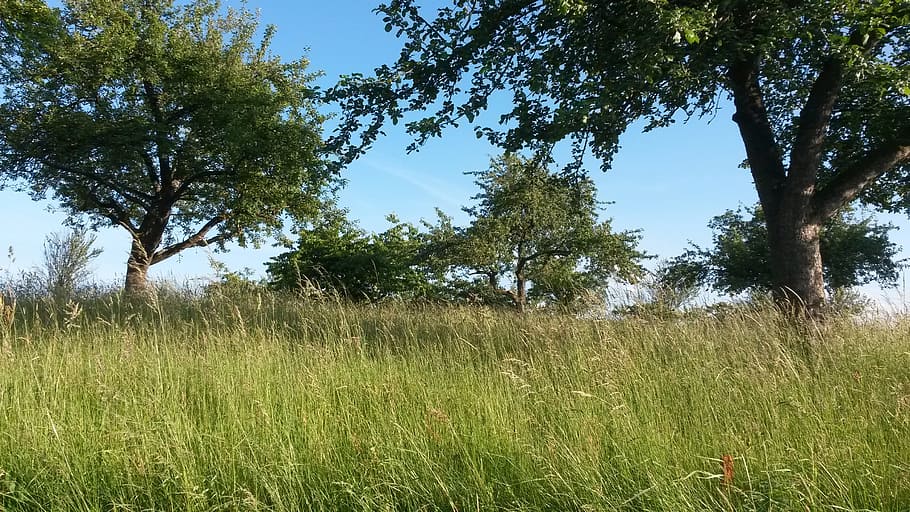Meadow, Trees, Nature, summer, sky, landscape, blue, rest, grass HD wallpaper