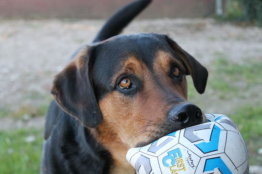 dog biting a throw pillow, Ball, Cute, Pathetic, asking, modderbloed HD wallpaper