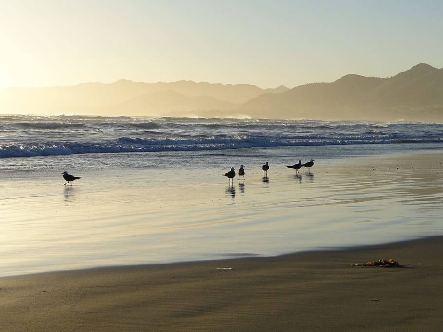 Ocean, Seagull, Coast, California, Usa, highway number 1, sunset, HD wallpaper
