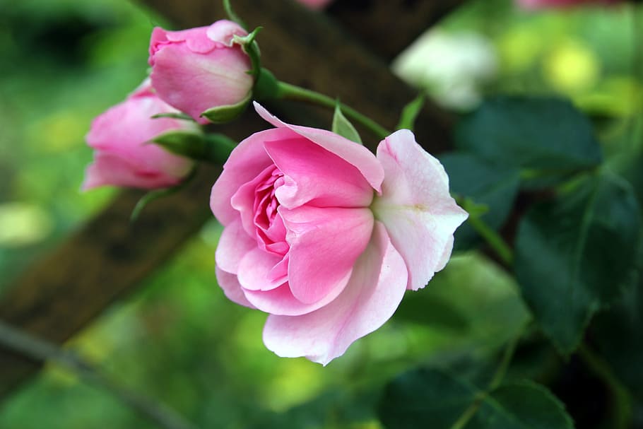 selective photo of pink flower, rose, bud, flowers, three, flowering plant HD wallpaper