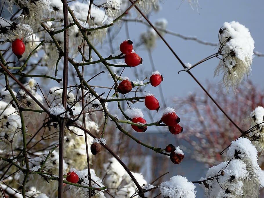 rose hip, winter, cold, nature, snow, red, frost, ice, frozen