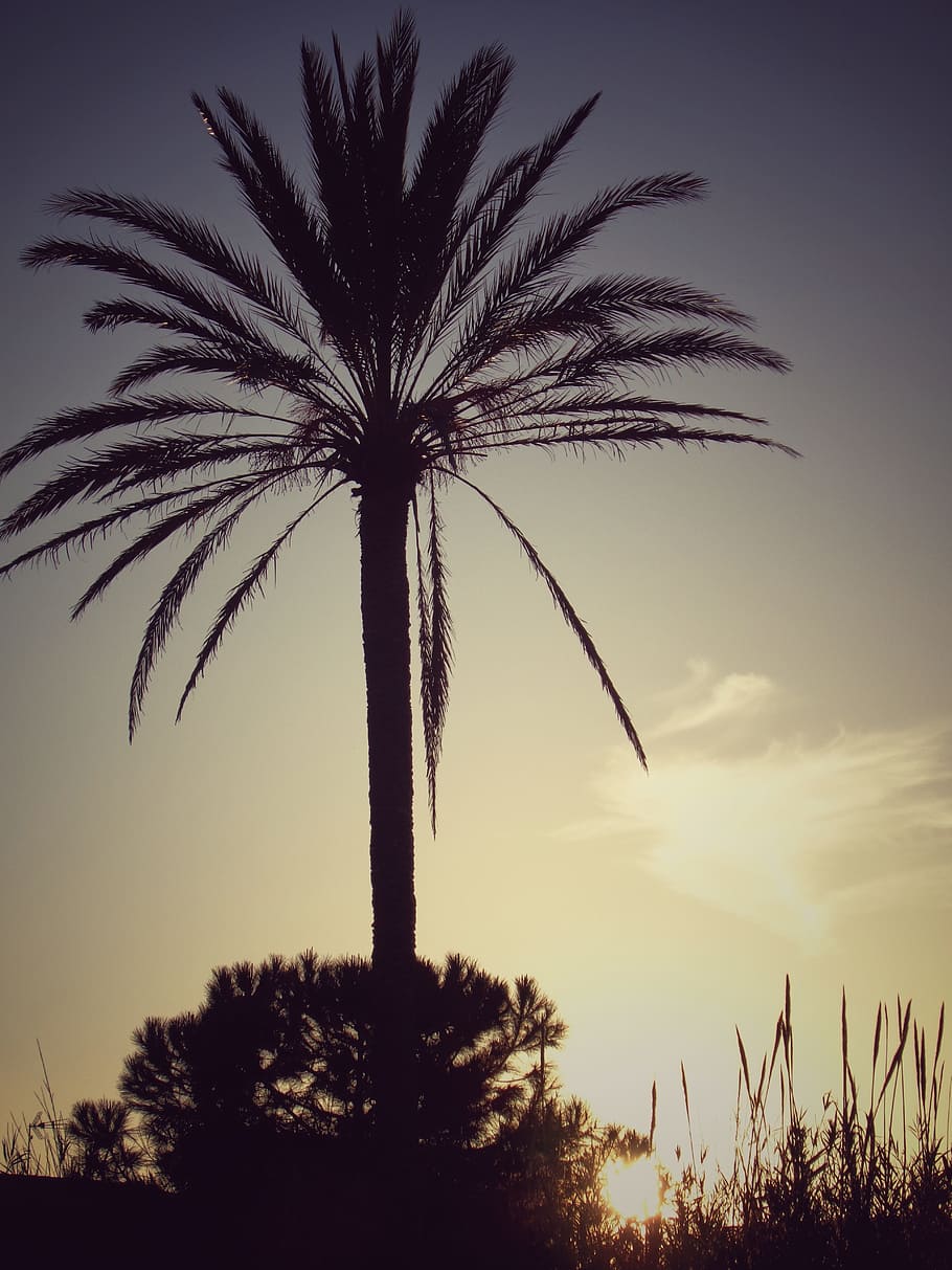 Palm Tree, Sunset, Nature, sky, silhouette, back Lit, landscape HD wallpaper