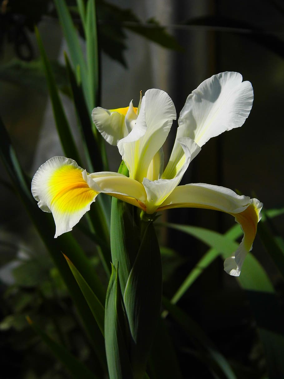iris, flower, flowering plant, beauty in nature, freshness HD wallpaper