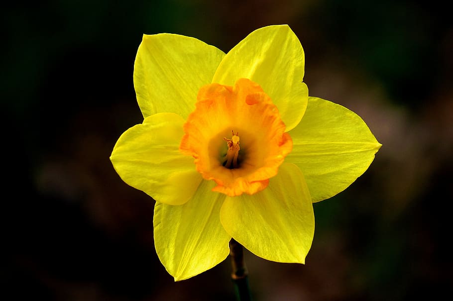 flower, daffodil, spring, nature, garden, plant, floral, blossom HD wallpaper