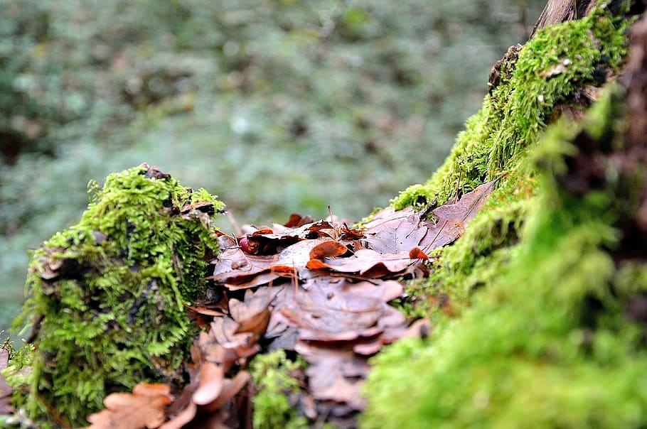trunk, tree trunk, forest, green, moss, nature, fungus, autumn HD wallpaper