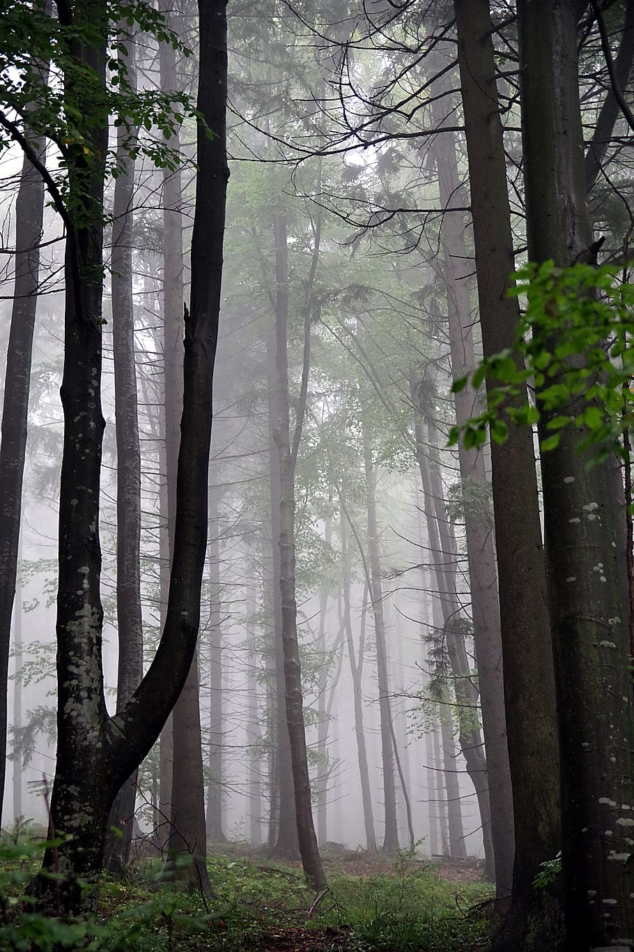 green trees inside forest, the fog, slope, mountains, fern, spruce