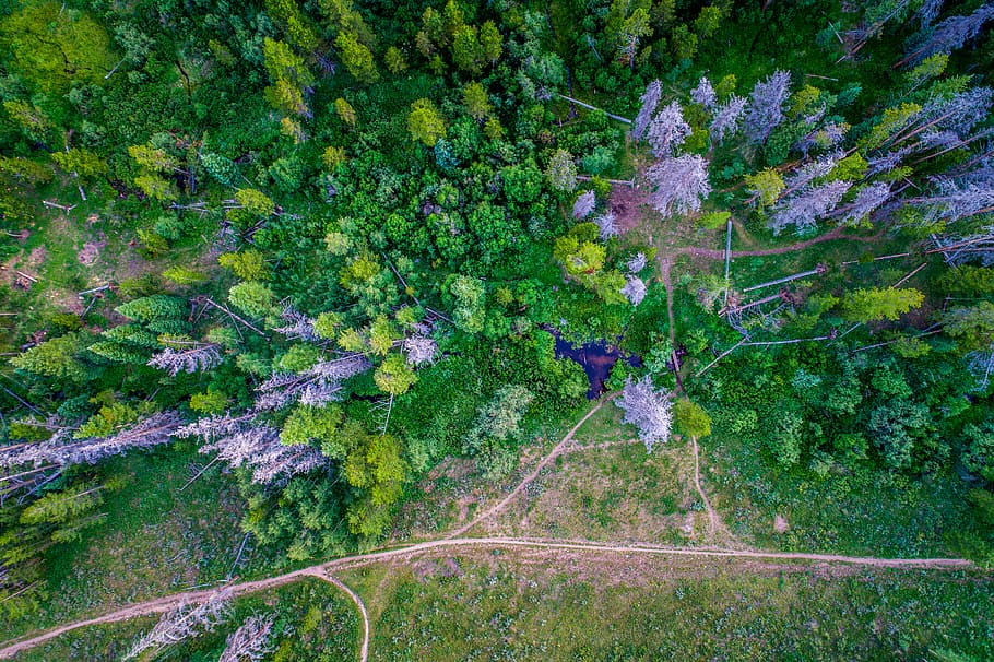 aerial photography of pathway near trees during daytime, bird's eye view of forest HD wallpaper