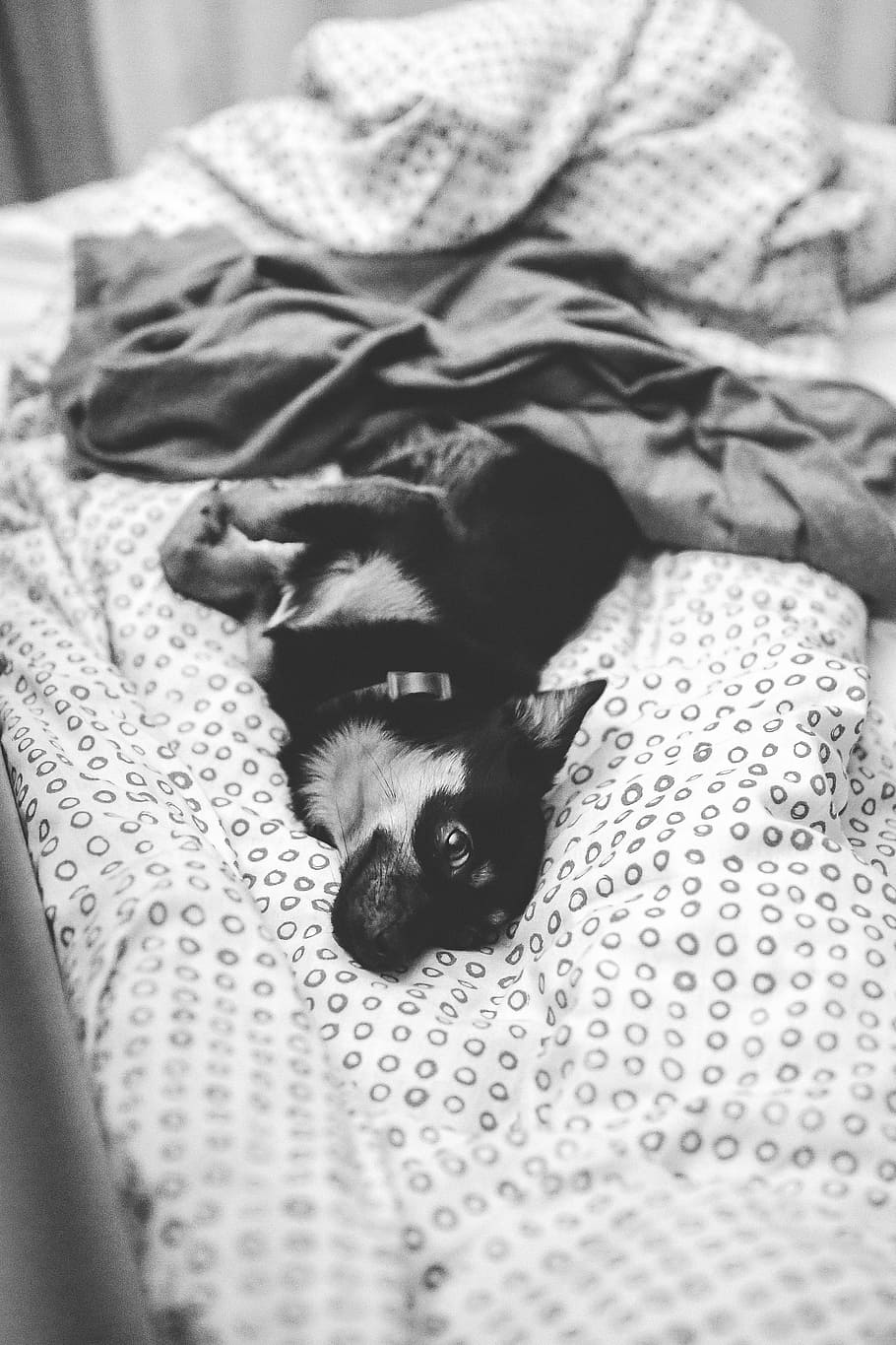 Dog lying on a bed, pet, animal, cute, puppy, blackandwhite, pets