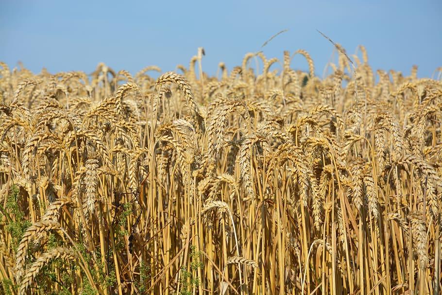 wheats, wheat fields, cereals, power, feed, epi, agriculture HD wallpaper