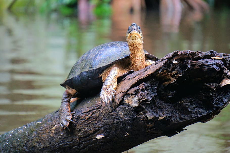 turtle, river, tortuguero, animal themes, animal wildlife, reptile HD wallpaper
