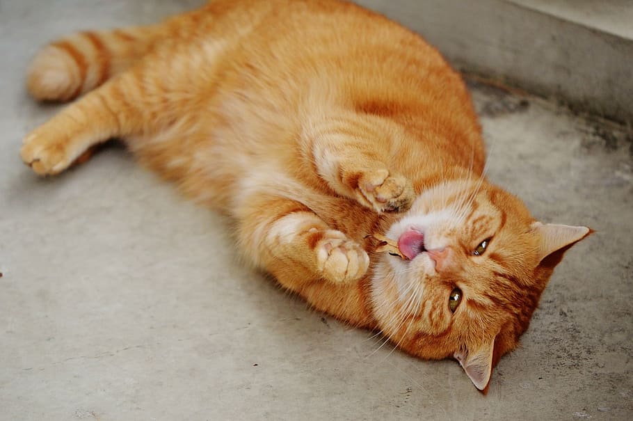 orange tabby cat lying on the floor, red, cute, mackerel, tiger