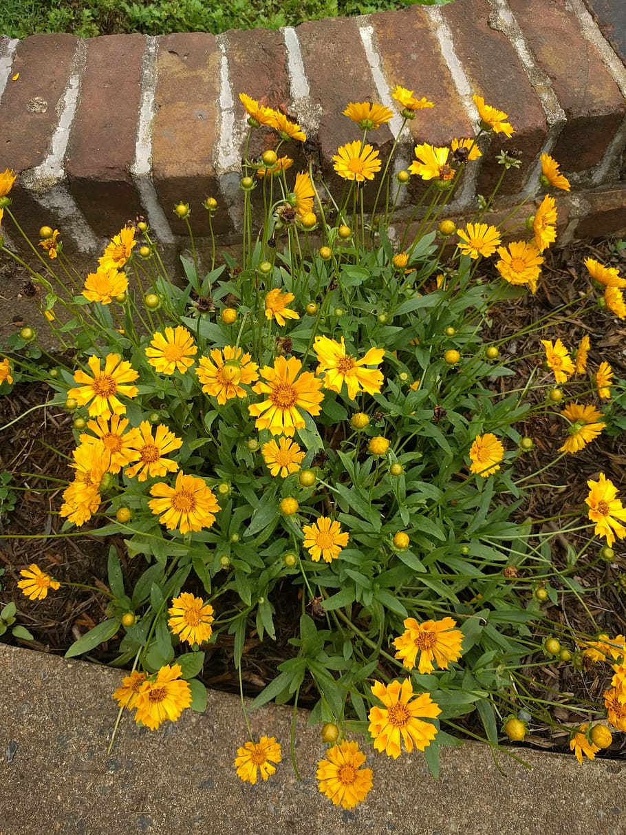 flower, yellow, summer, bloom, aster, natural, flowering plant HD wallpaper