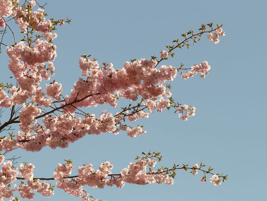 cherry blossom tree, Bloom, japanese cherry, japanese flowering cherry