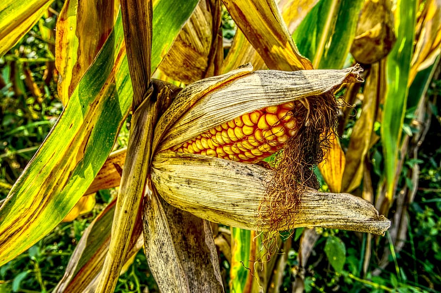 corn, corn on the cob, close, yellow, harvest, ripe, hdr, high dynamic range HD wallpaper