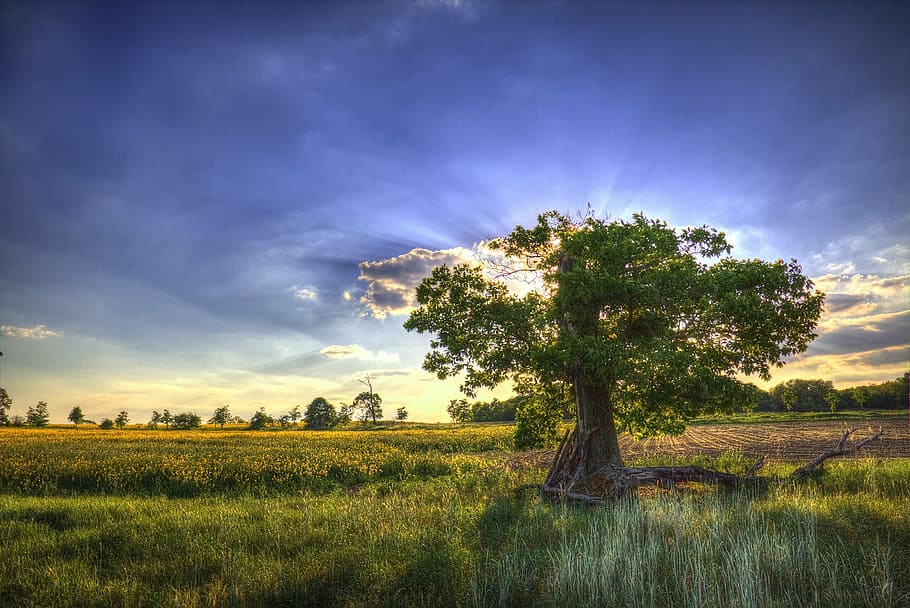 sky, tree, nature, oilseed rape, field, hdr, plant, environment HD wallpaper