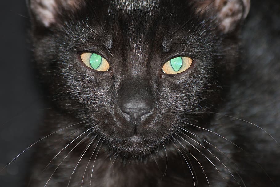 cat, black, pet, kitten, tomcat, black cat, eyes, cat face HD wallpaper