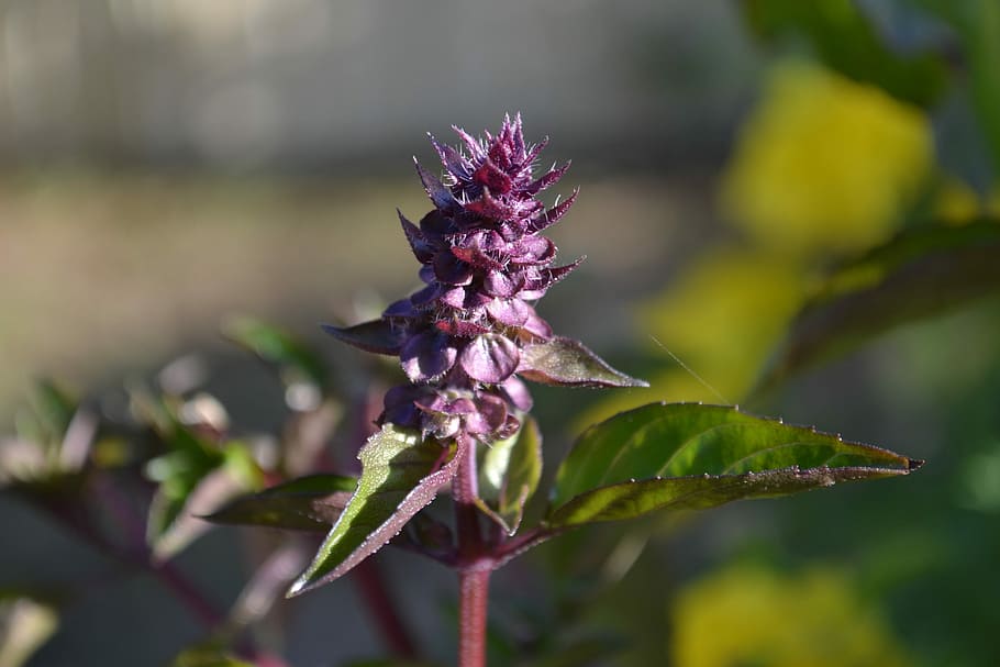 Basil, Purple Flower, Flowers, fragrant, herb, leaves, morning, HD wallpaper