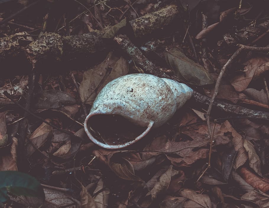 shallow focus photography of gray seashell, white seashell on brown dried leaves HD wallpaper